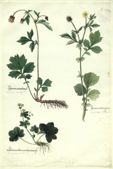 283. Geum rivale L. (Kuklik zwisly), Geum urbanum L. (Kuklik pospolity), Alchemilla vulgaris L. (Przywrotnik)