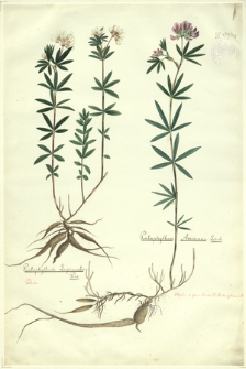 269. Pentaphyllum Lupincaster Pers., Pentaphyllum Ammani Ledeb.