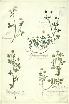 267. T. resupinatum L., T. spadiceum L. (Kon. kasztanowata), Trifolium minus Sm. (Kon. drobnogłówkowa), Trifolium aureum Poll., T. agrarium L. (Koniczyna złocistożółta), Trifolium procumbens L. (Koniczyna różnoogonkowa)