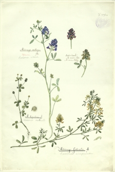260. Medicago sativa L. (Lucerna siewna), M. lupulina L. (Lucerna nerkowata), Medicago falcata L. (Lucerna sierpowata)