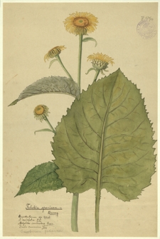 134. Telekia speciosa Baumg. (Smotrawa pokaźna)