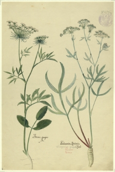 183. Ammi majus L., Falcaria Rivini Host. (Sierpnica pospol.)