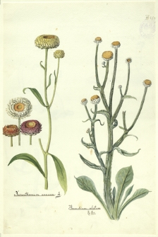140. Xerantheum annuum L., Ammobium alatum R. Br.