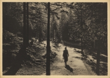 Tatry. W Dolinie Strążyskiej